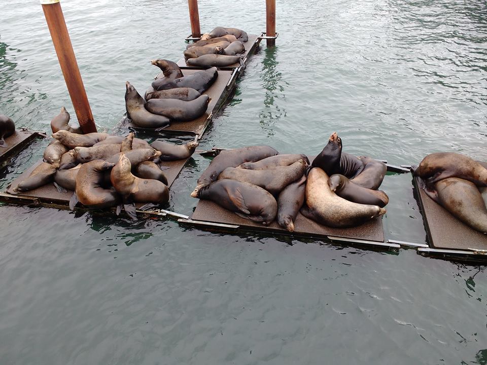 Sealions hanging out in Newport Oregon. Photo Ray Penson